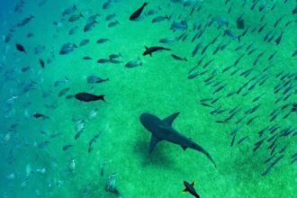 UNESCO inicia recolección de ADN marino en 30 áreas protegidas