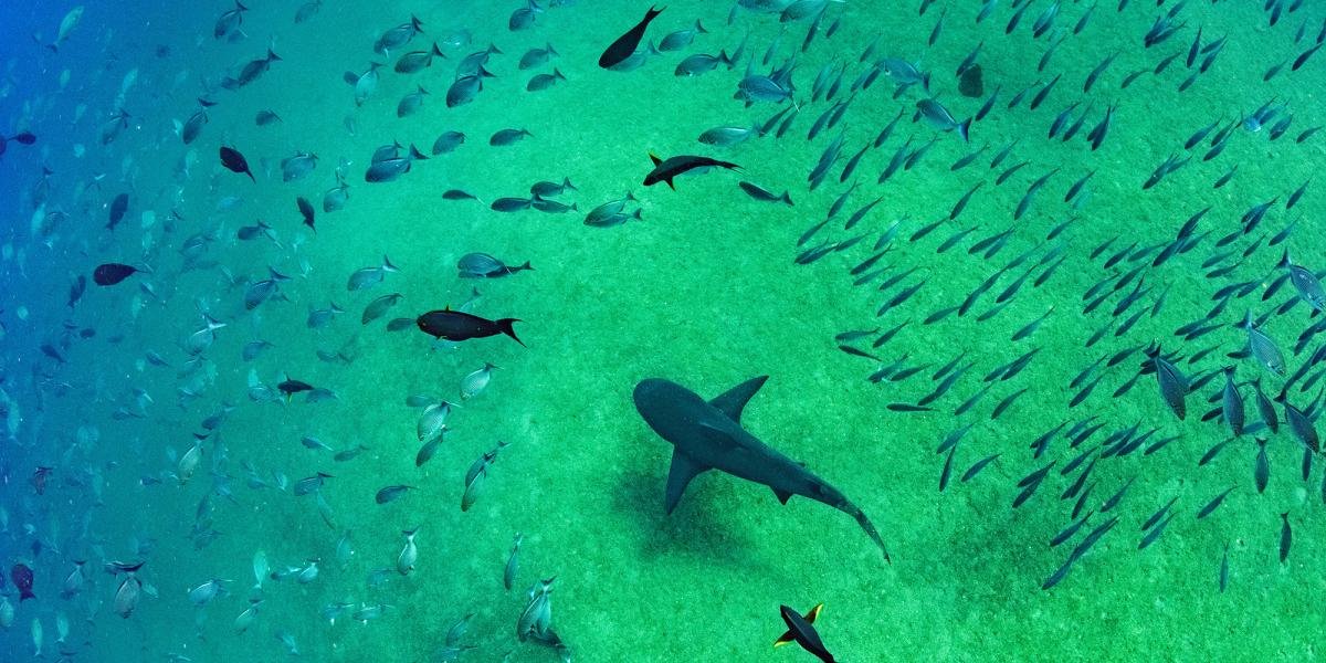 UNESCO inicia recolección de ADN marino en 30 áreas protegidas