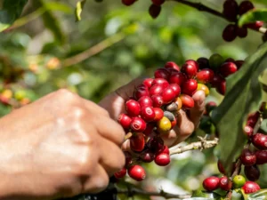 Productores de café en Veracruz reciben apenas 12 pesos por kilo pese al alza internacional